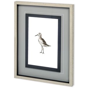 Custom Sea Bird VI by Grace Popp a Framed Art Print Matted under Glass