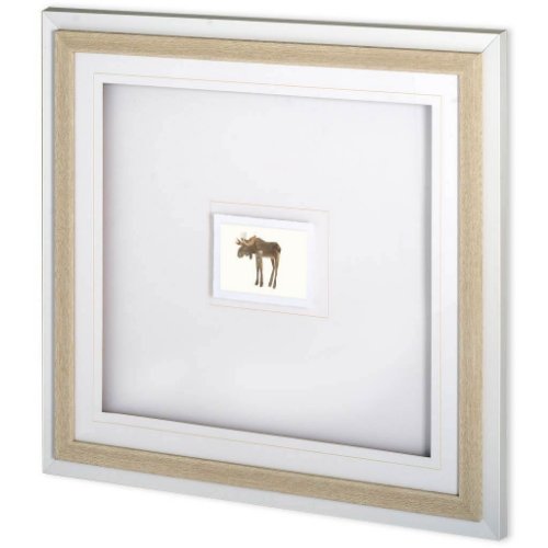 10746 - Moose by Harvey, Brenna a Framed Art Print Matted under Glass