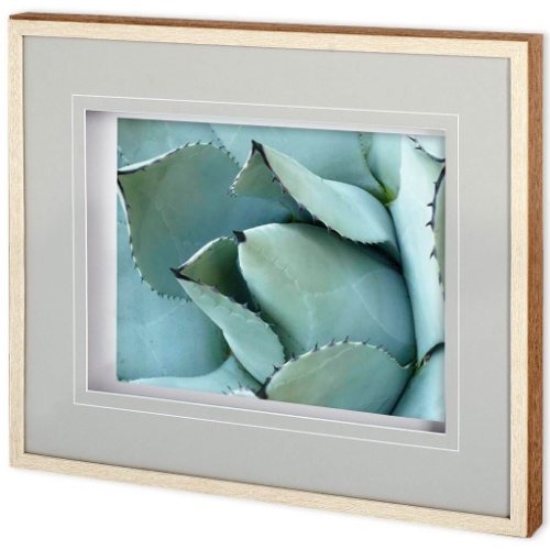 11113 - Agave Detail I by Alison Jerry a Framed Photo Art Print Matted under Glass