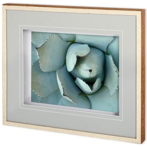 11114 - Agave Detail II by Alison Jerry a Framed Photo Art Print Matted under Glass
