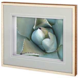 Agave Detail III by Alison Jerry a Framed Photo Art Print Matted under Glass