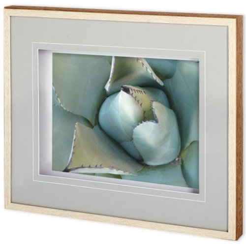 11115 - Agave Detail III by Alison Jerry a Framed Photo Art Print Matted under Glass
