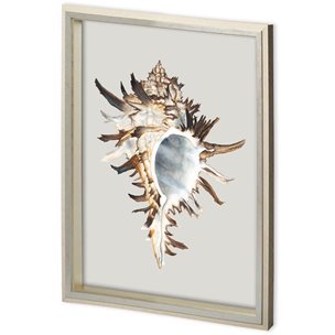 Custom Black Murex by Maleki, Ferdos a Framed Art Print Matted under Glass