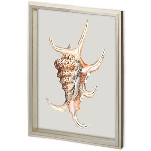 Custom Spider Conch by Maleki, Ferdos a Framed Art Print Matted under Glass