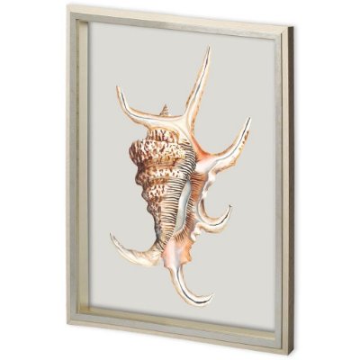 11220 - Custom Spider Conch by Maleki, Ferdos a Framed Art Print Matted under Glass