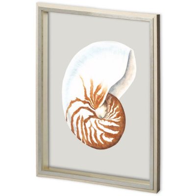 11222 - Custom Spider Conch by Maleki, Ferdos a Framed Art Print Matted under Glass