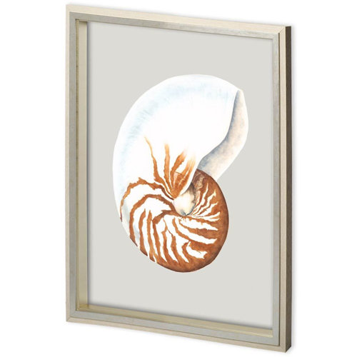 11222 - Custom Spider Conch by Maleki, Ferdos a Framed Art Print Matted under Glass