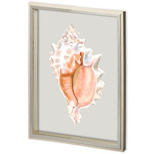 Custom Spider Conch by Maleki, Ferdos a Framed Art Print Matted under Glass