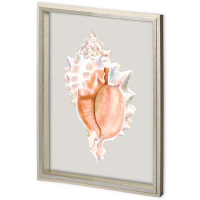 11223 - Custom Spider Conch by Maleki, Ferdos a Framed Art Print Matted under Glass