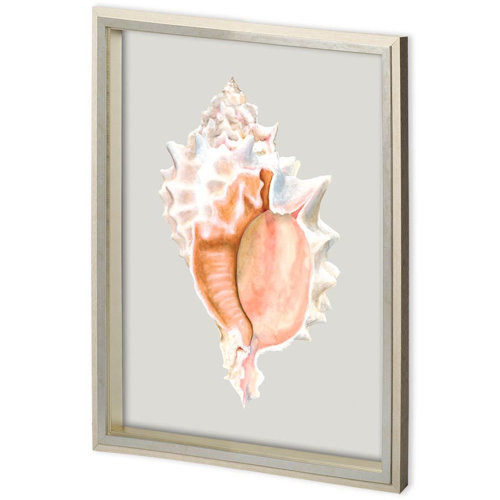 11223 - Custom Spider Conch by Maleki, Ferdos a Framed Art Print Matted under Glass
