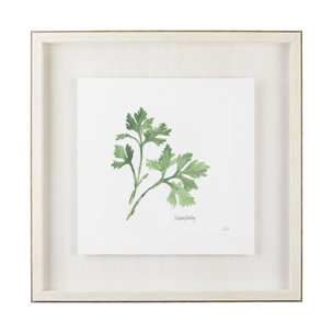 Italian Parsley v2 by Chris Paschke a Framed Art Print Matted under Glass