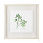 11342 - Italian Parsley v2 by Chris Paschke a Framed Art Print Matted under Glass