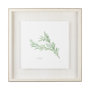 11343 - Rosemary v2 by Chris Paschke a Framed Art Print Matted under Glass