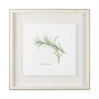 11344 - Variegated Rosemary v2 by Chris Paschke a Framed Art Print Matted under Glass