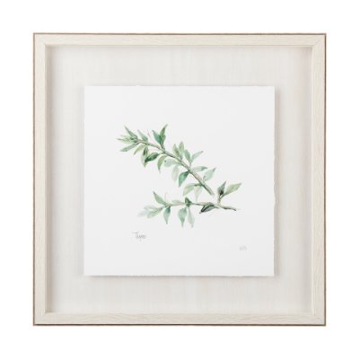 11346 - Thyme v2 by Chris Paschke a Framed Art Print Matted under Glass