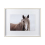 11353 - Wild Mane by Mercana Studio a Framed Photo Art Print Matted under Glass