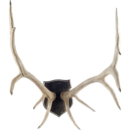 67646 - Sika I Natural Finish set of Replica Deer Antlers