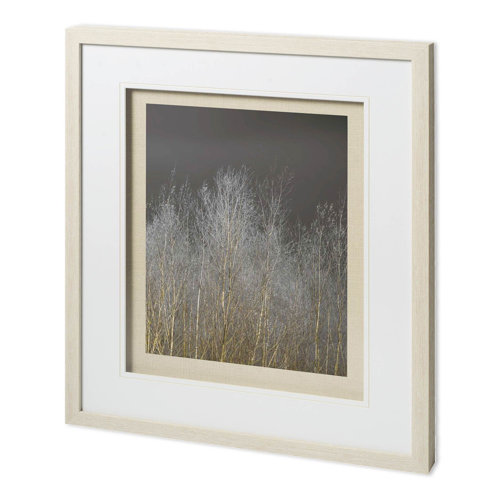11625 - Silver Forest III by Frank, Assaf a Framed Photo Art Print Matted under Glass