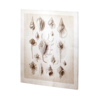 100926-L - Ocean Shell Collection II by Christopher James a Hand Embellished Textured Canvas