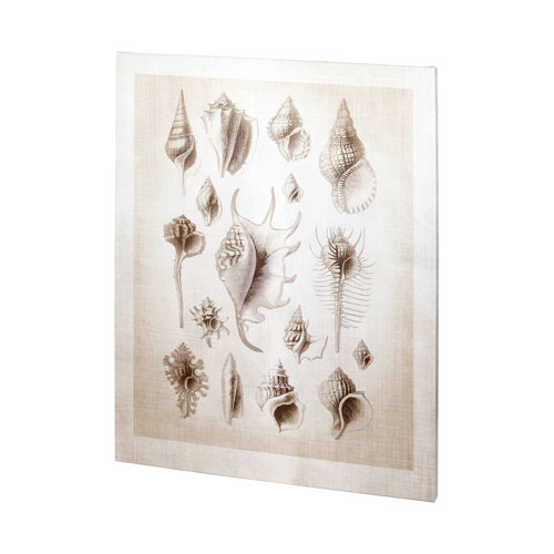 100926-L - Ocean Shell Collection II by Christopher James a Hand Embellished Textured Canvas