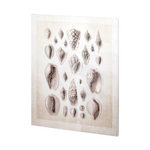 Ocean Shell Collection I by Christopher James a Hand Embellished Textured Canvas