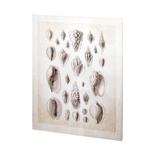 100925-L - Ocean Shell Collection I by Christopher James a Hand Embellished Textured Canvas