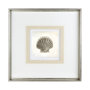 12041 - Vintage Scallop Shell by Mercana Studio a Framed Art Print Matted under Glass