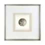 12042 - Vintage Sand Dollar by Mercana Studio a Framed Art Print Matted under Glass