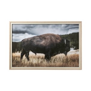 Yellowstone Bison by Dunker a Framed Photo Art Print Matted under Glass