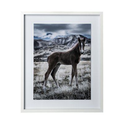 12569 - Horse 3 by Dunker a Framed Photo Art Print Matted under Glass