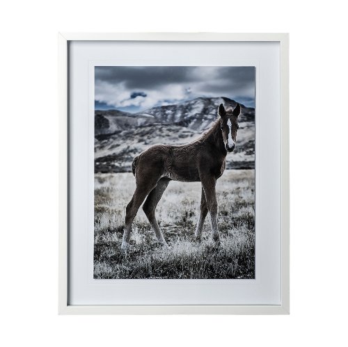 12569 - Horse 3 by Dunker a Framed Photo Art Print Matted under Glass