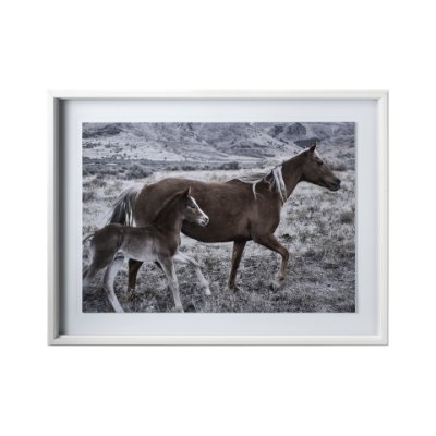 12571 - Horse 2 by Dunker a Framed Photo Art Print Matted under Glass