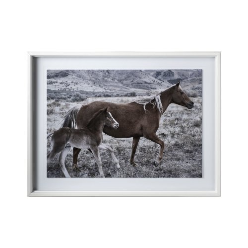 12571 - Horse 2 by Dunker a Framed Photo Art Print Matted under Glass
