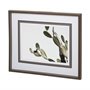 12674 - AZ Botanical 38 by Dunker a Framed Art Print Matted under Glass
