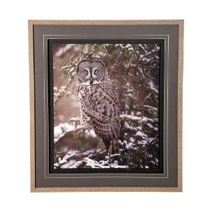 Owl in the Snow  by PHBurchett a Framed Photo Art Print Matted under Glass