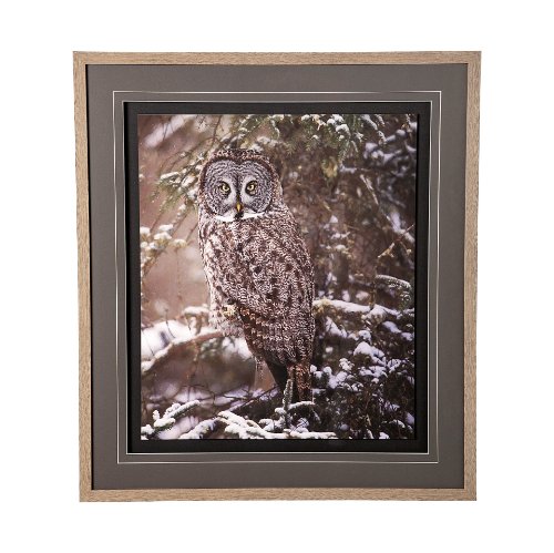 12797 - Owl in the Snow  by PHBurchett a Framed Photo Art Print Matted under Glass