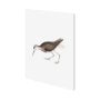 101253-S - White Tailed Sandpiper by Maria Mendez a Hand Embellished Textured Canvas