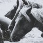 12833 - Water Horses III 1 by PH Burchett a Hand Embellished Textured Framed Photo Art Print Matted under Gl