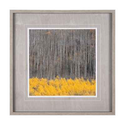 12961 - Aspen Trees 4 by Jamie Cook a Hand Embelished Textured Framed Photo Art Print Matted under Glass