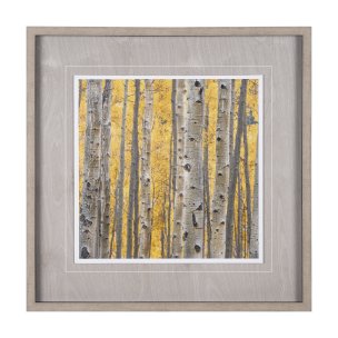 Aspen Trees 3 by Jamie Cook a Hand Embelished Textured Framed Photo Art Print Matted under Glass