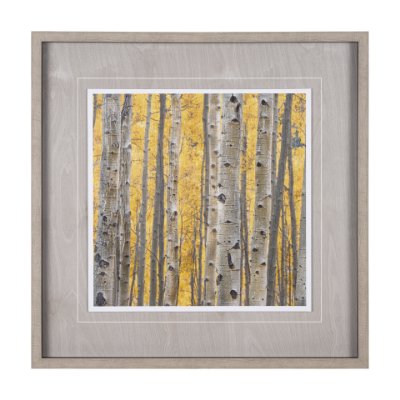 12962 - Aspen Trees 3 by Jamie Cook a Hand Embelished Textured Framed Photo Art Print Matted under Glass