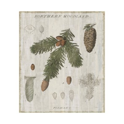 101581-L - Woodland Chart V by Sue Schlabach a Hand Embellished Textured Canvas