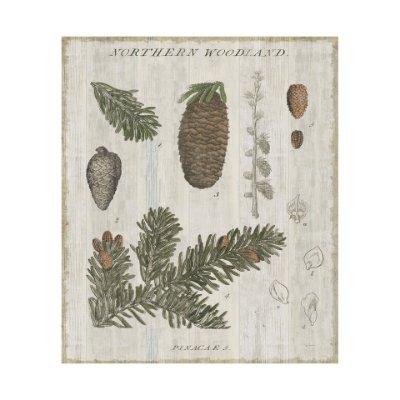 101580-L - Woodland Chart IV by Sue Schlabach a Hand Embellished Textured Canvas