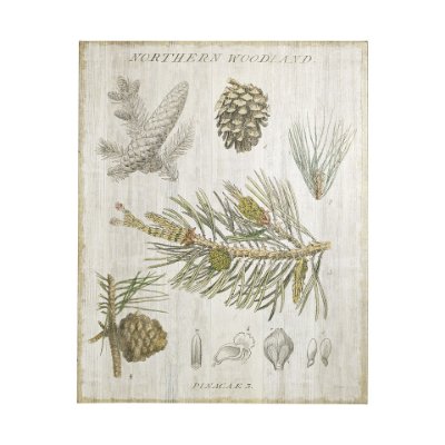 101579-L - Woodland Chart III by Sue Schlabach a Hand Embellished Textured Canvas