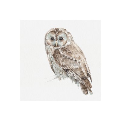 101584-S - Forest Friends IX (Owl) by Lisa Audit a Hand Embellished Textured Canvas