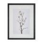 13219 - Magnolia II by Gabrielle C a Framed Art Print Matted under Glass