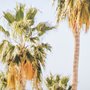13098 - Tropical Heights-Home by Irene Suchoki a Framed Photo Art Print Matted under Glass