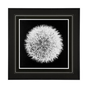 Dandelion on Black I by Aledanda a Framed Photo Art Print Matted under Glass