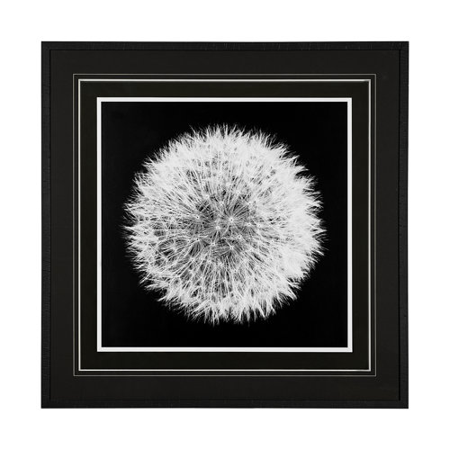 13338 - Dandelion on Black I by Aledanda a Framed Photo Art Print Matted under Glass