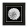 13338 - Dandelion on Black I by Aledanda a Framed Photo Art Print Matted under Glass
